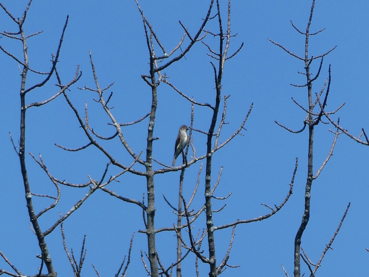 Olive-sided Flycatcher - Kathleen Toomey