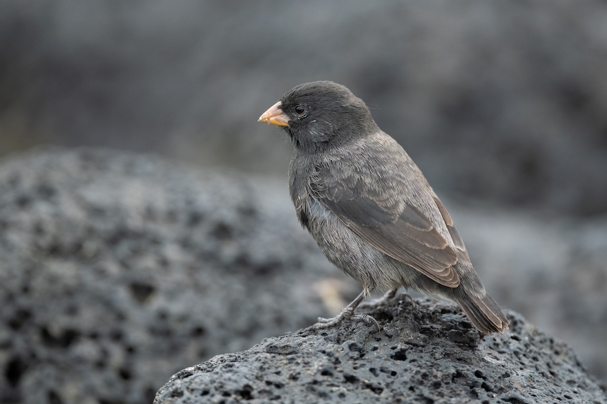 Small Ground-Finch - ML361238771