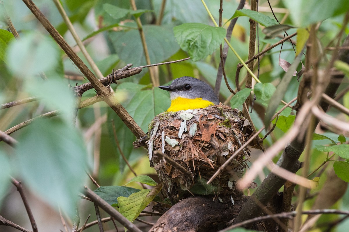 Eastern Yellow Robin - ML361238891