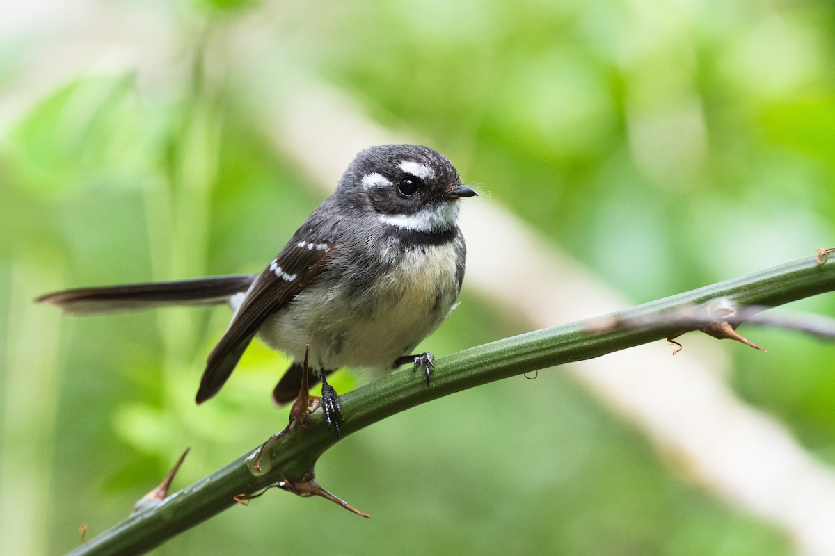 Gray Fantail - ML361239031