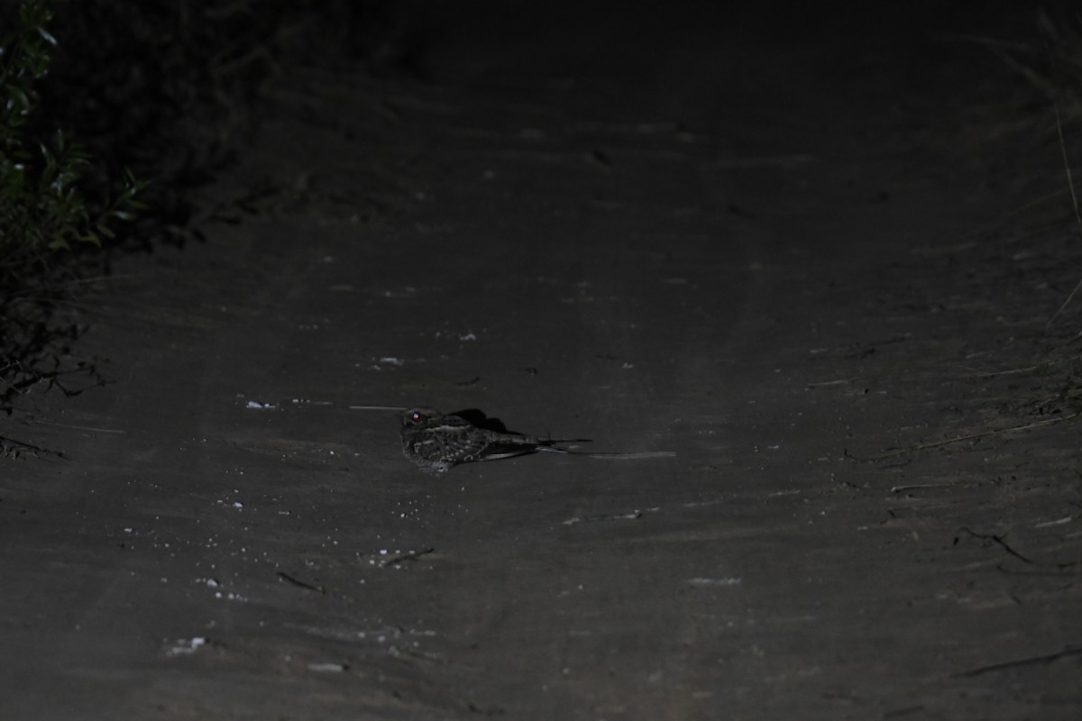 Scissor-tailed Nightjar - ML361239231