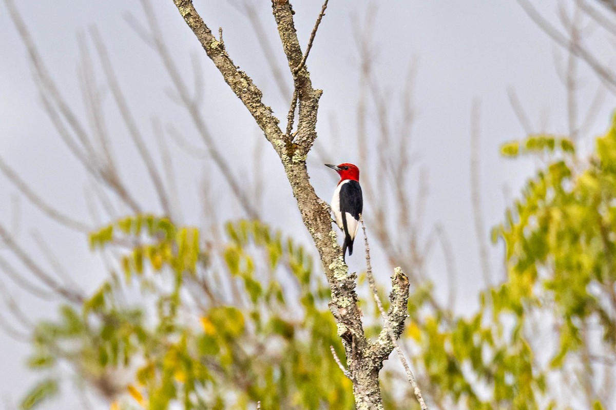 Red-headed Woodpecker - Edward Boyd