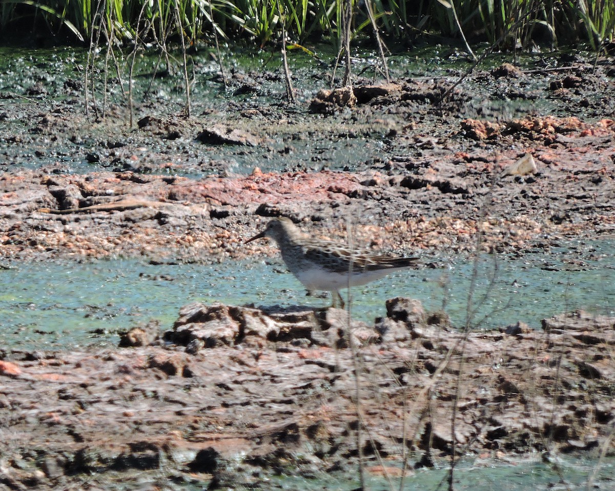 Pectoral Sandpiper - ML361241741