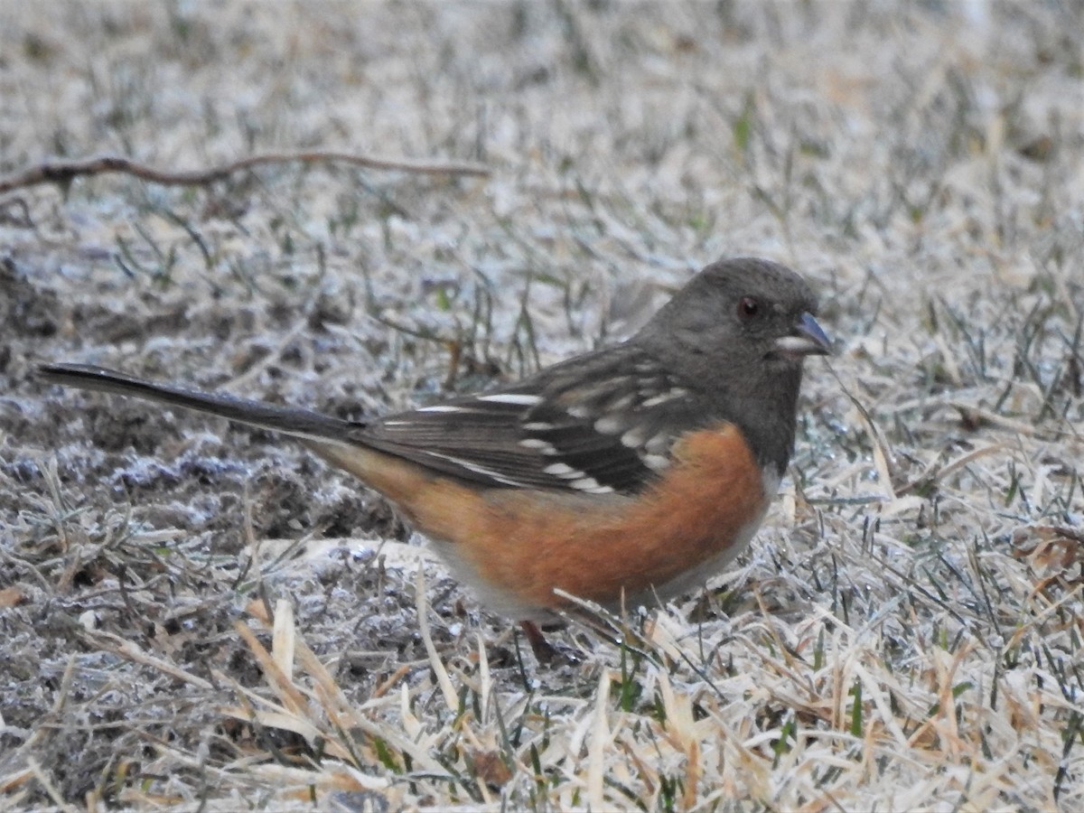 ホシワキアカトウヒチョウ - ML361241771