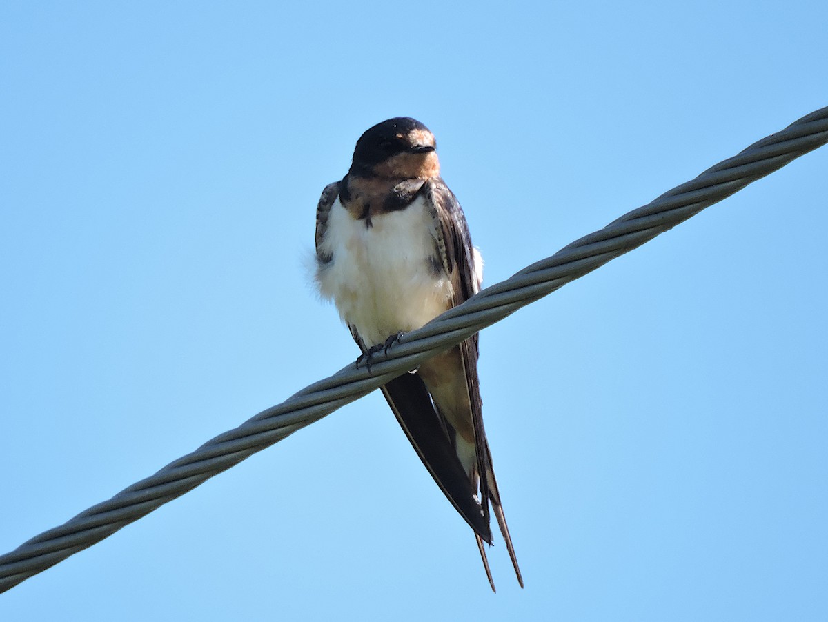 Barn Swallow - ML361241851