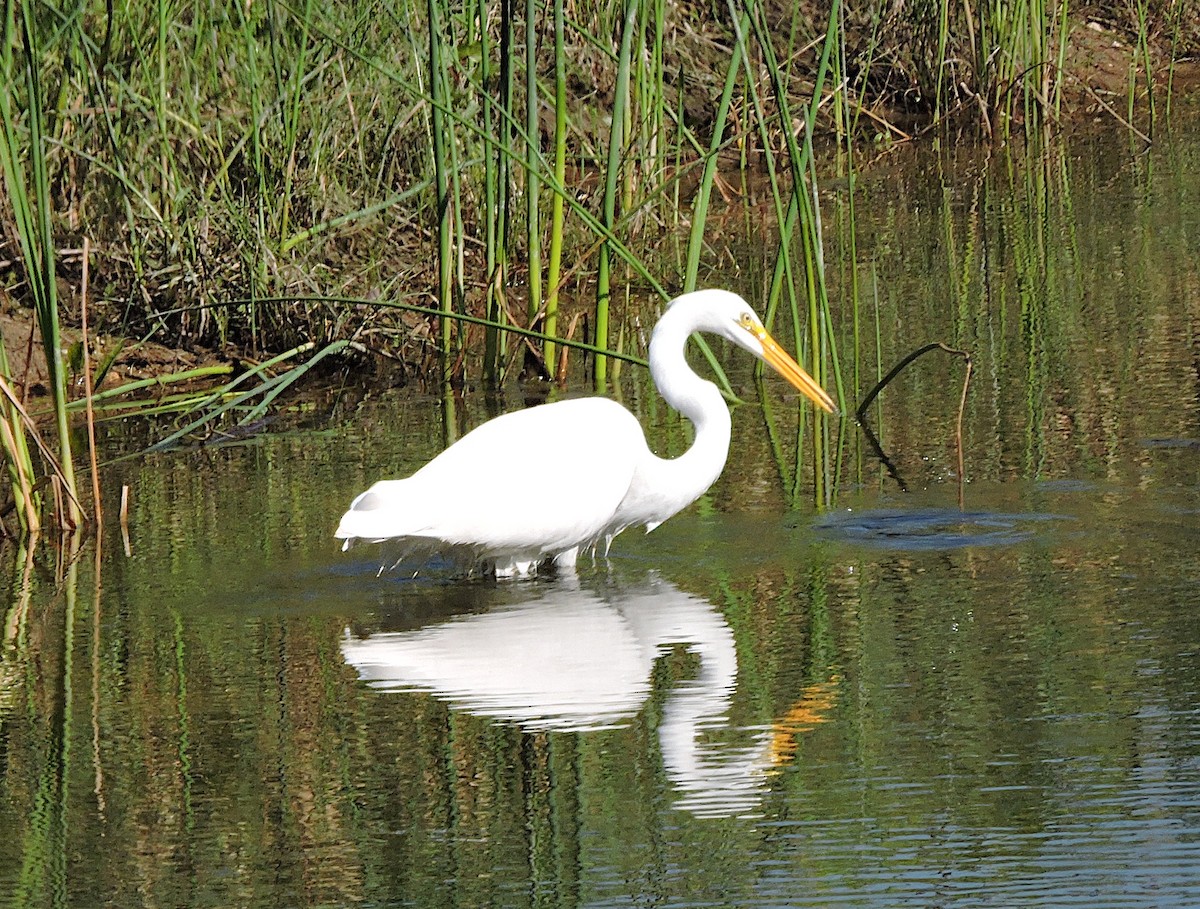 Great Egret - Ric Pedler