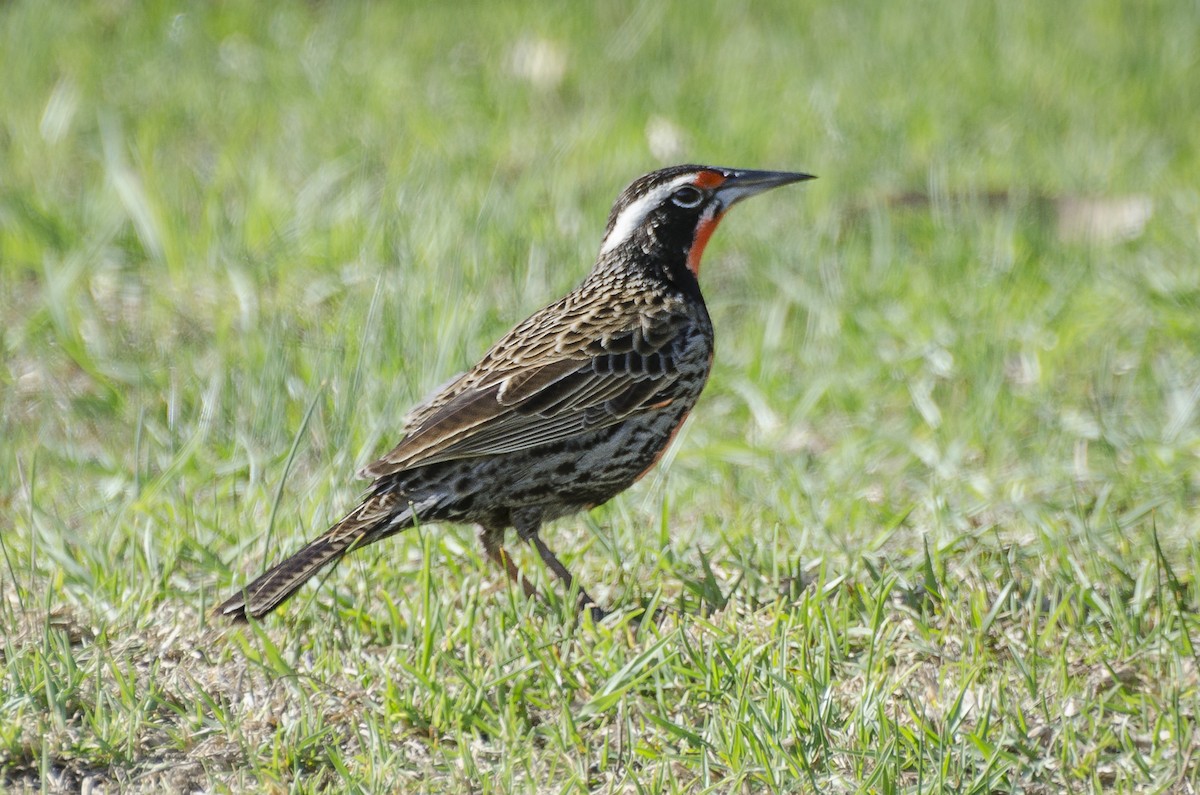 Long-tailed Meadowlark - Ximena Carramiñana Collado