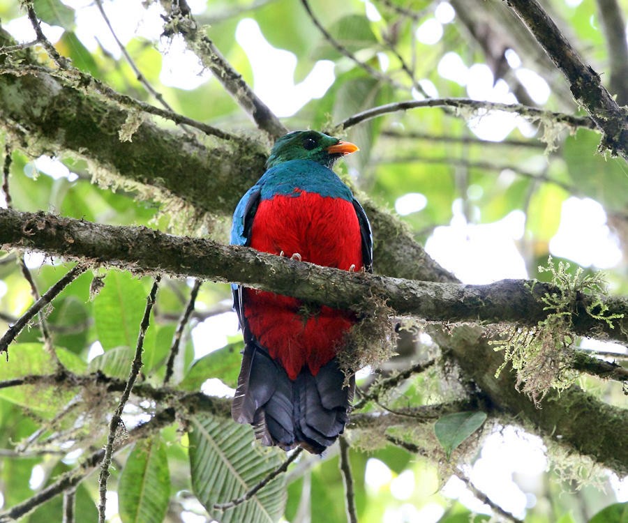 Golden-headed Quetzal - ML36124291