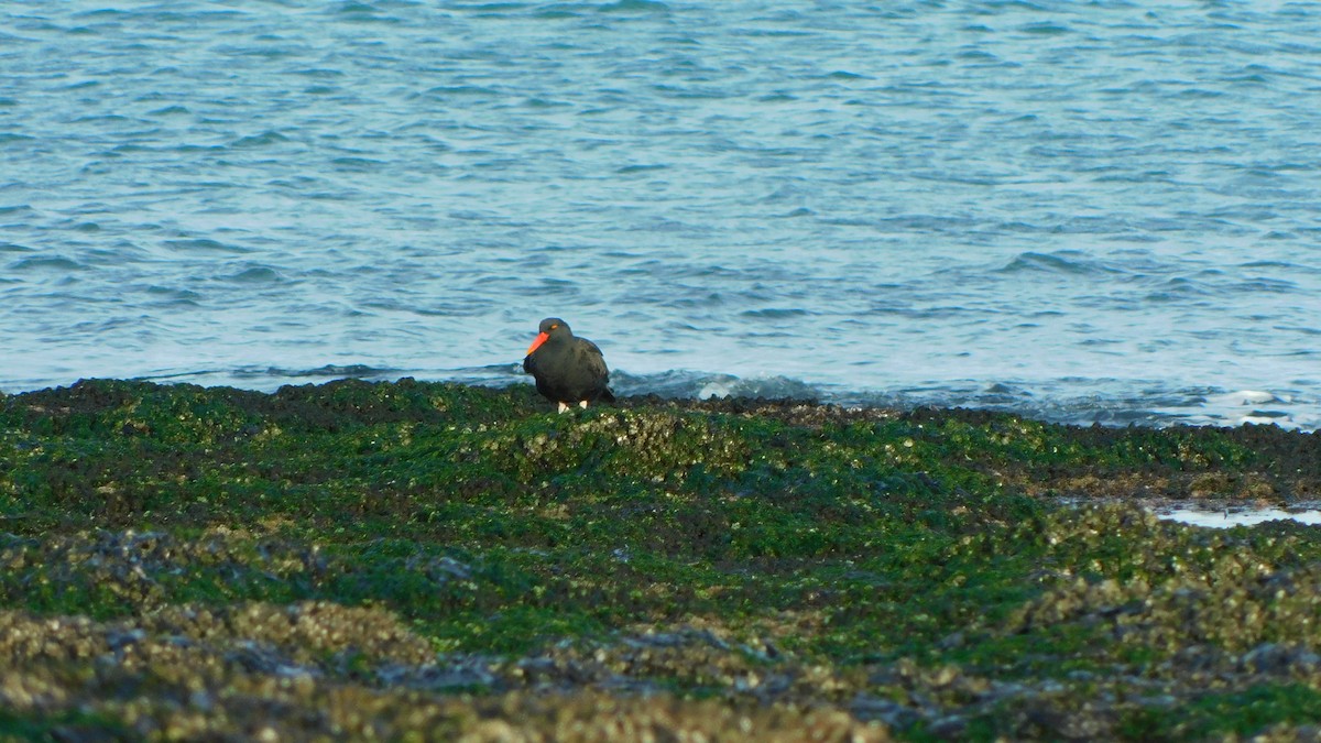 Blackish Oystercatcher - ML361243111