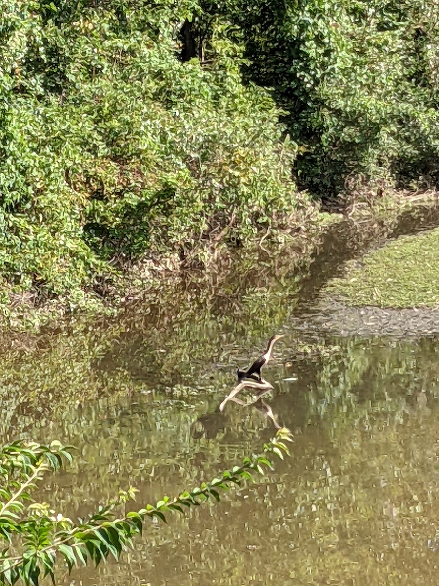 Double-crested Cormorant - ML361244781