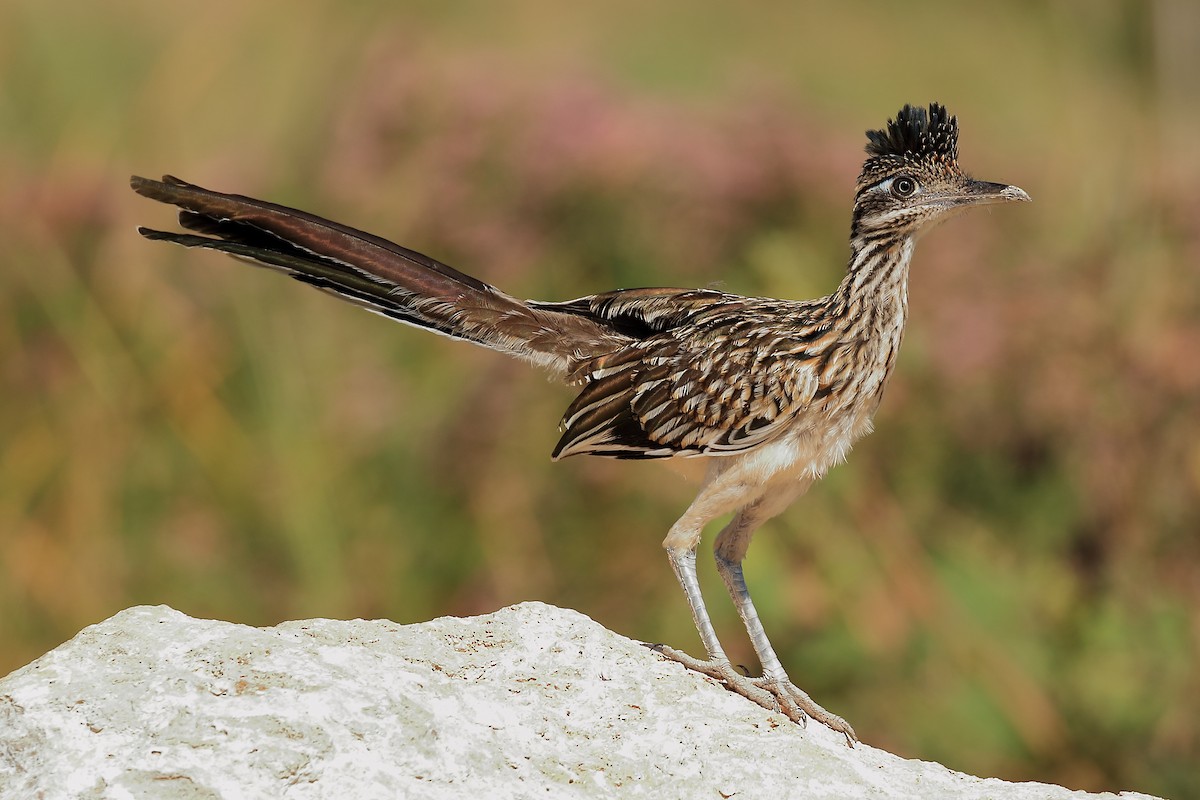 Greater Roadrunner - Lawrence Haller