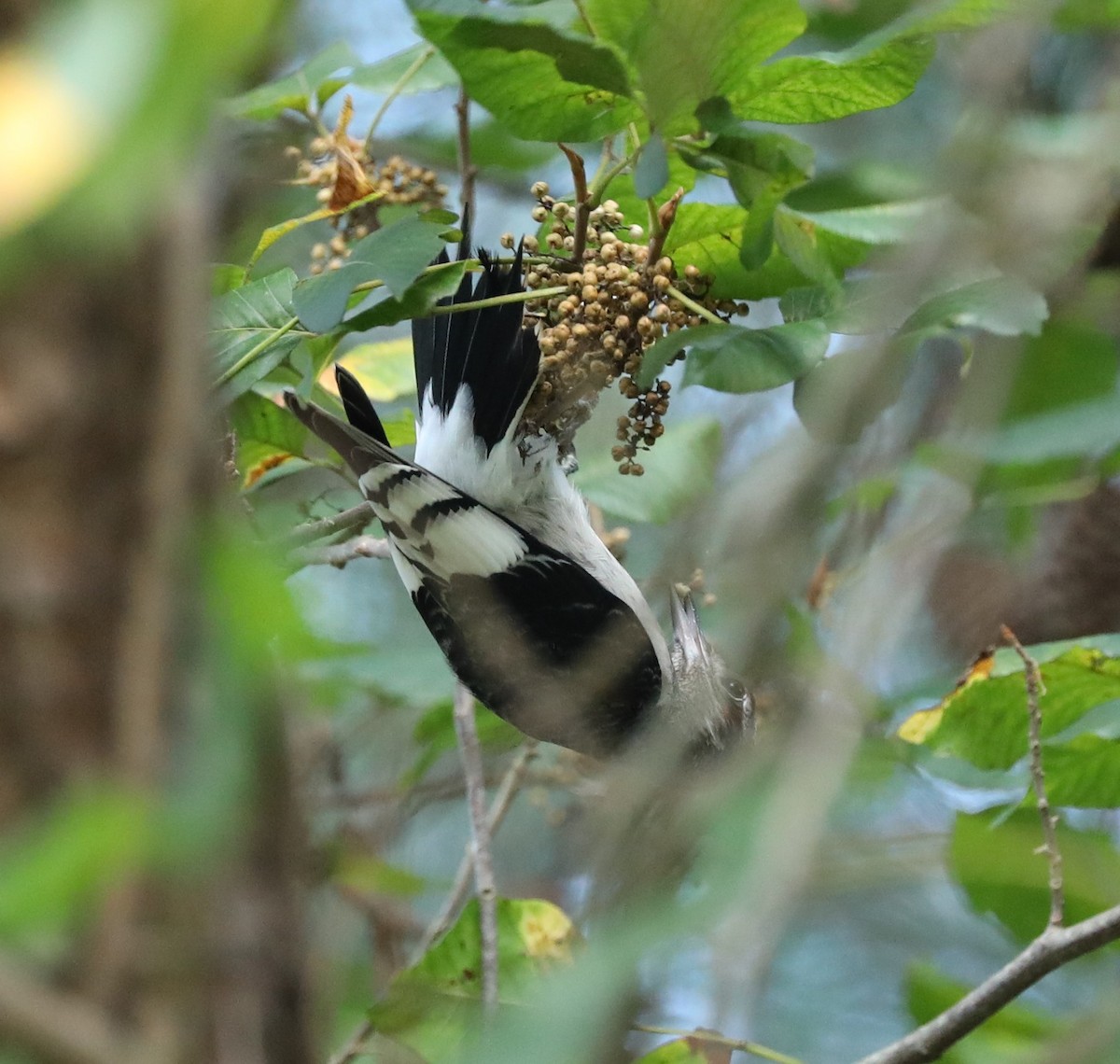 Red-headed Woodpecker - ML361245421