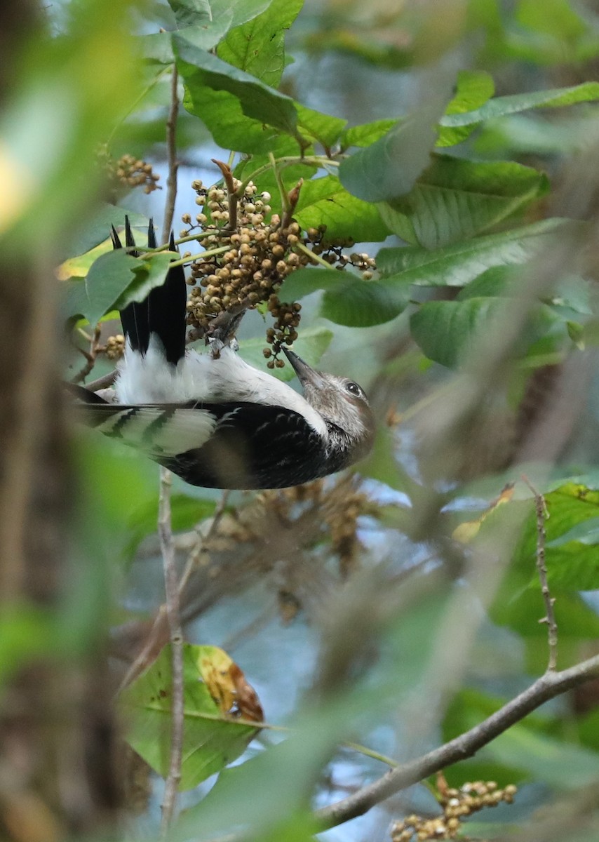 Red-headed Woodpecker - ML361245441