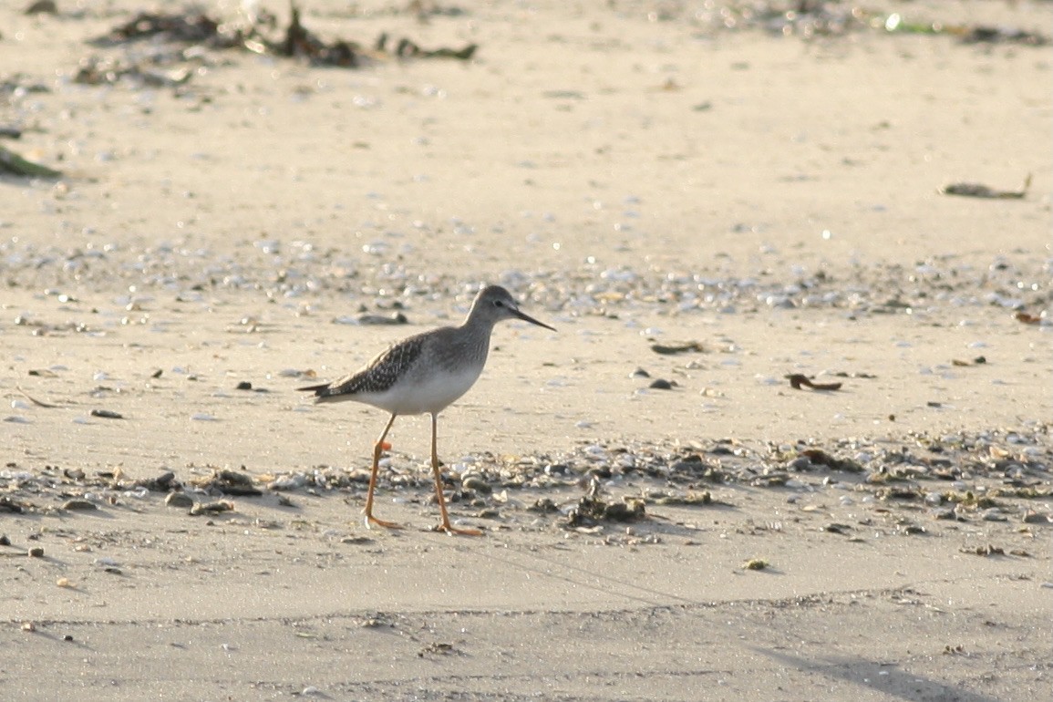 Lesser Yellowlegs - ML361245481