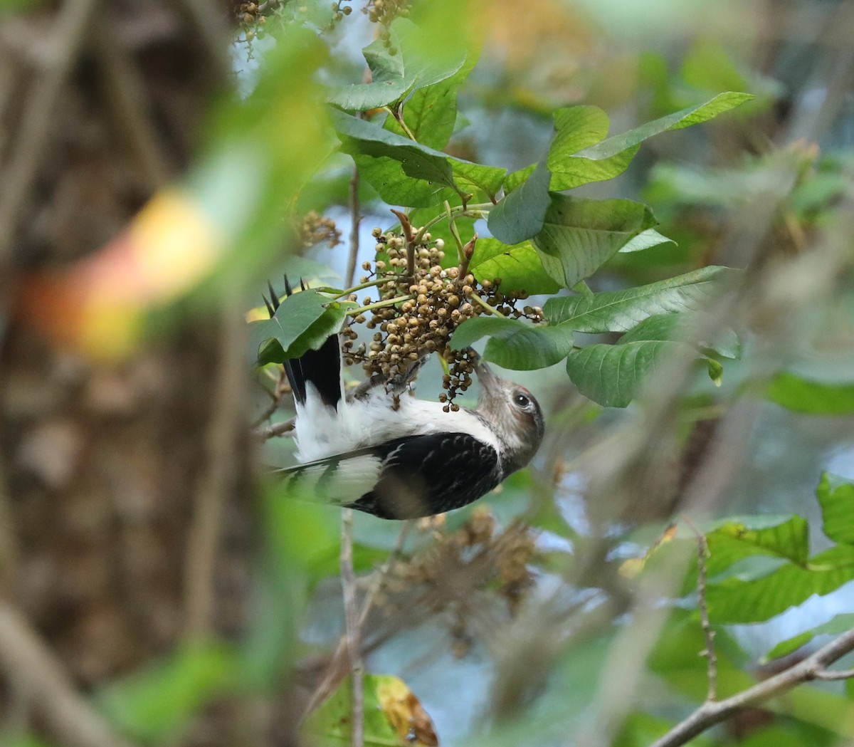 Red-headed Woodpecker - ML361245511