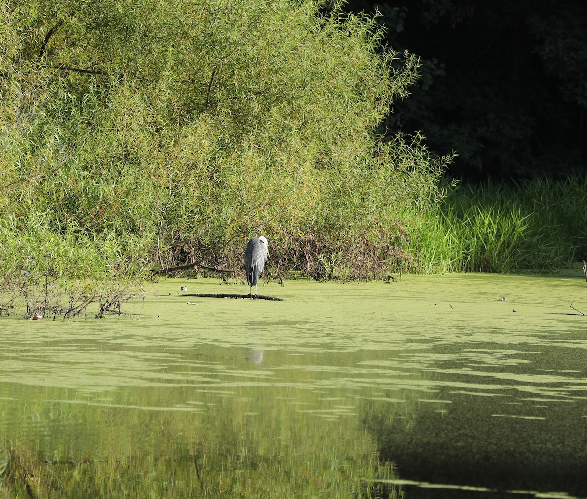 Great Blue Heron - ML361245741