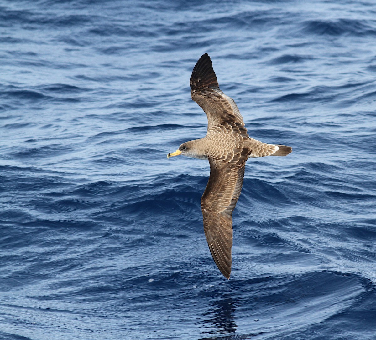 Cory's Shearwater - ML361248661