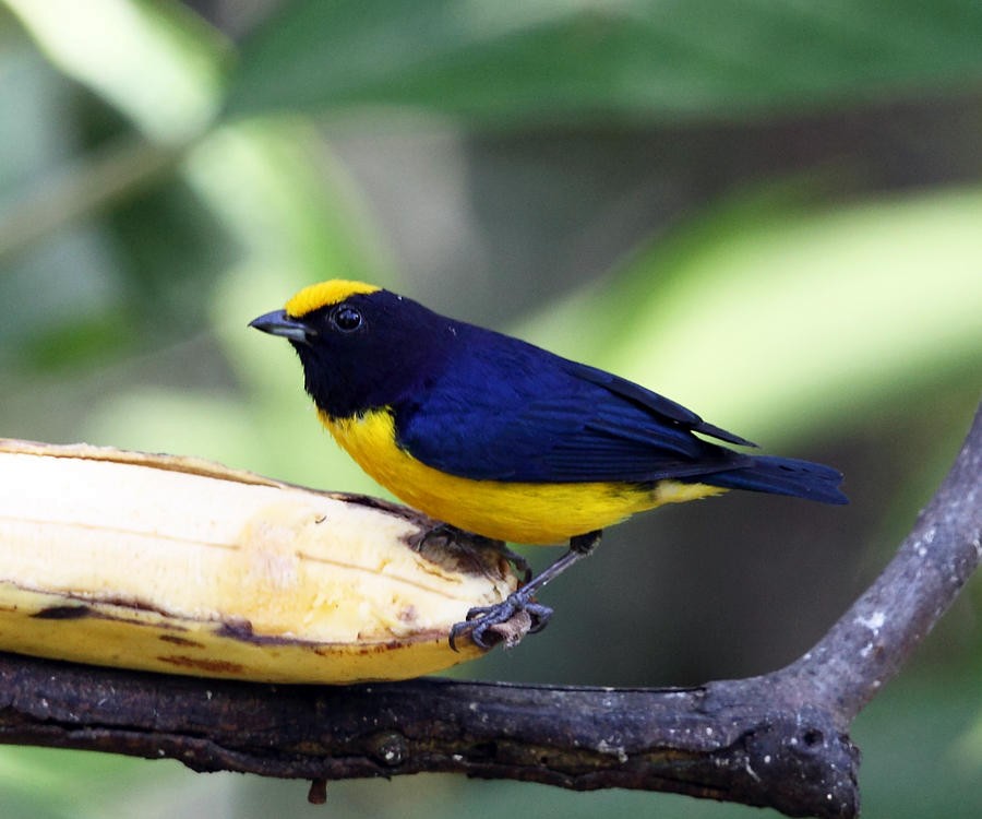 Orange-bellied Euphonia - Tom Murray