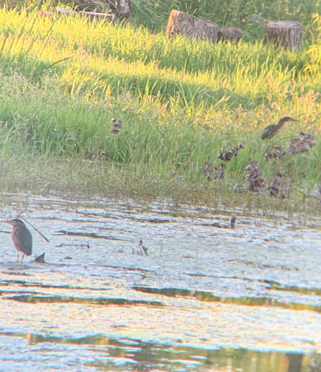 Green Heron - ML361251101