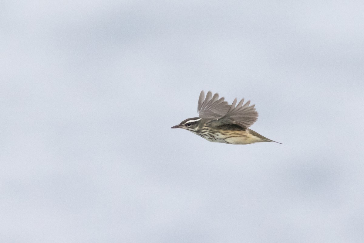 Louisiana Waterthrush - Tom Johnson