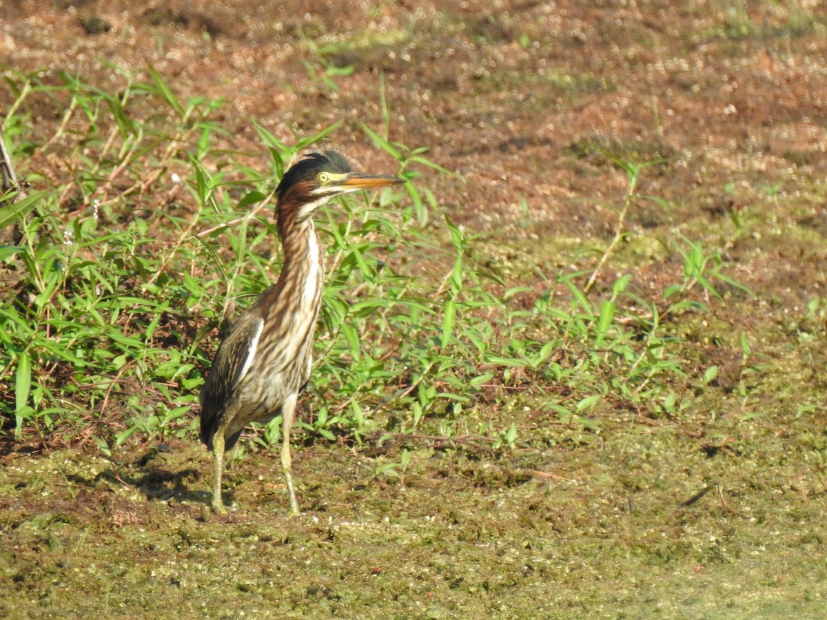 Green Heron - ML361252211