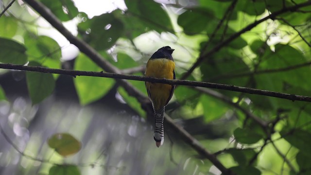 Northern Black-throated Trogon - ML361252261