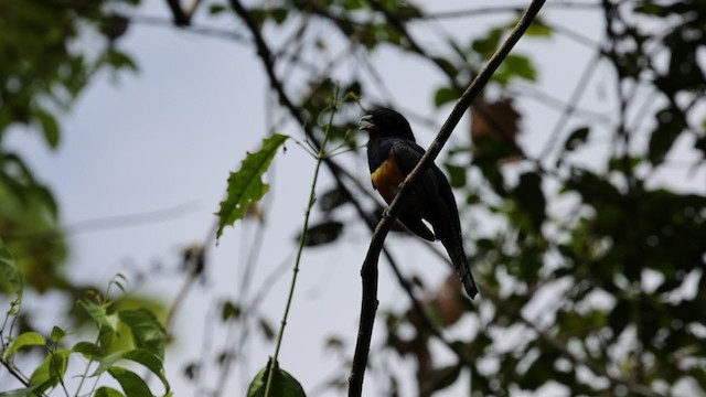 Gartered Trogon - ML361252891