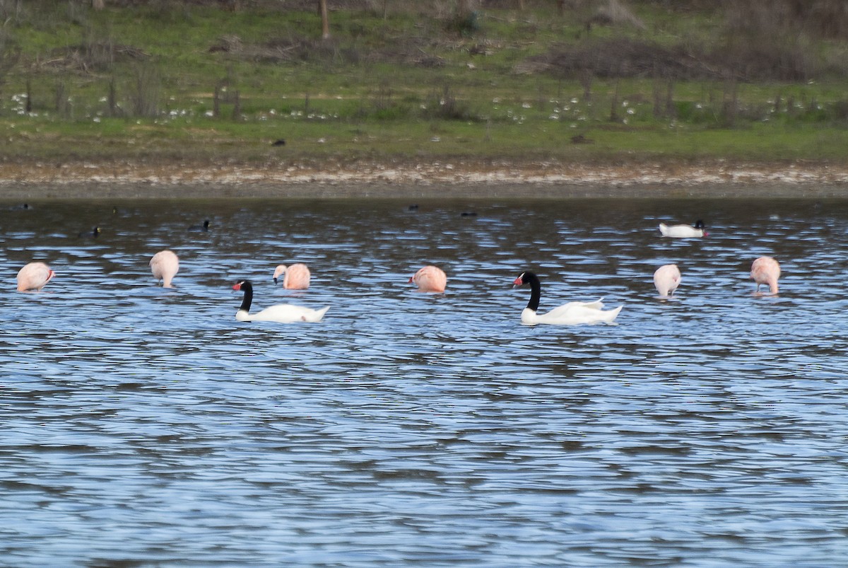 Black-necked Swan - Ximena Carramiñana Collado