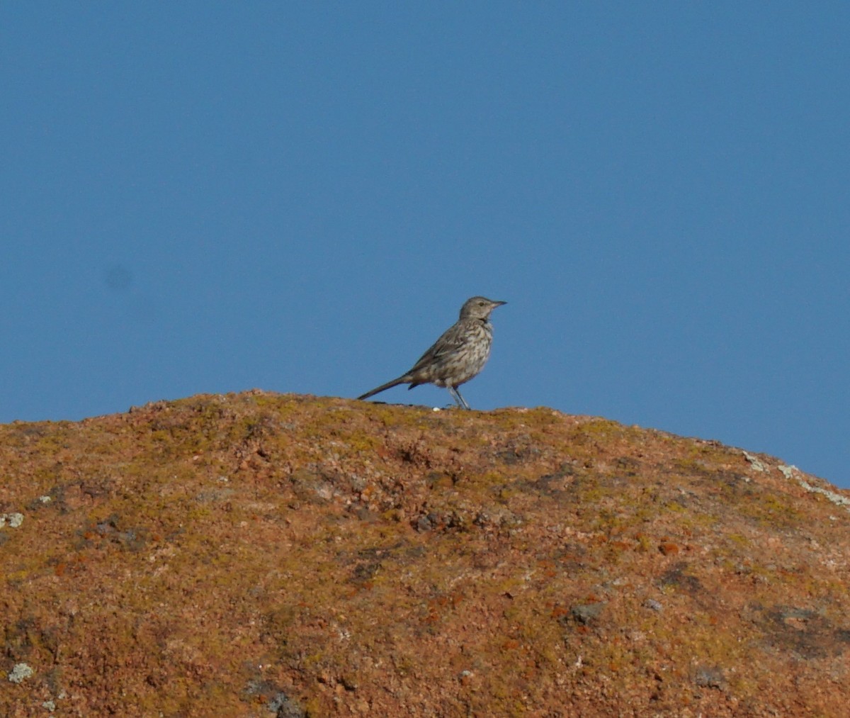 Sage Thrasher - ML361254881