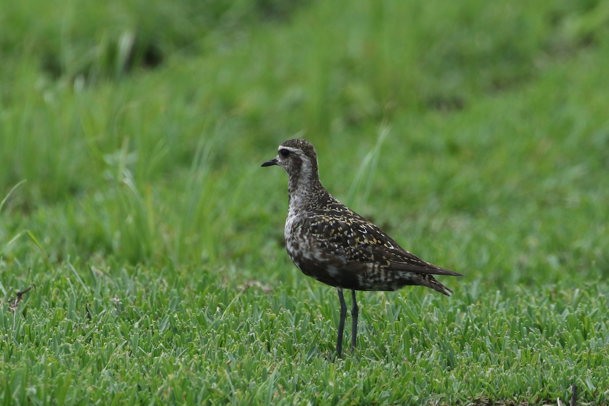 American Golden-Plover - ML361256391