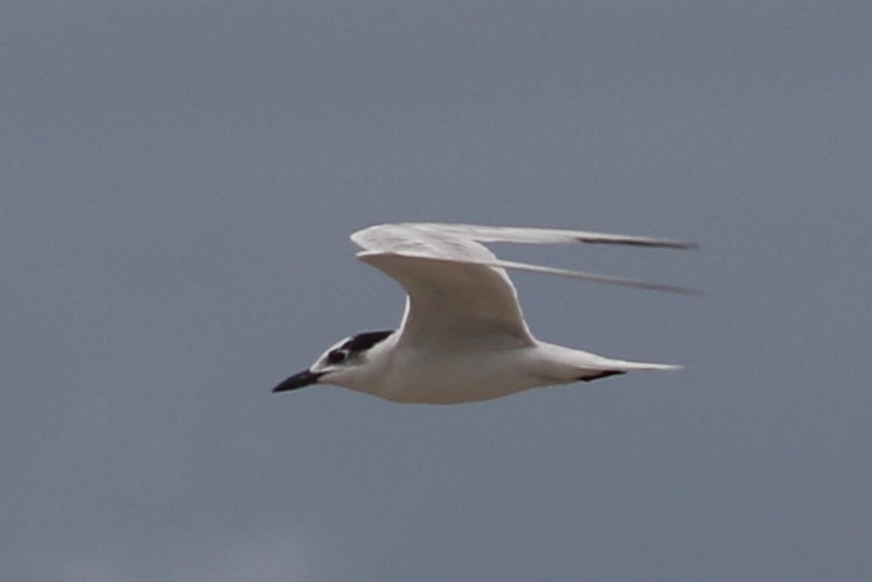 Gull-billed Tern - ML361256691