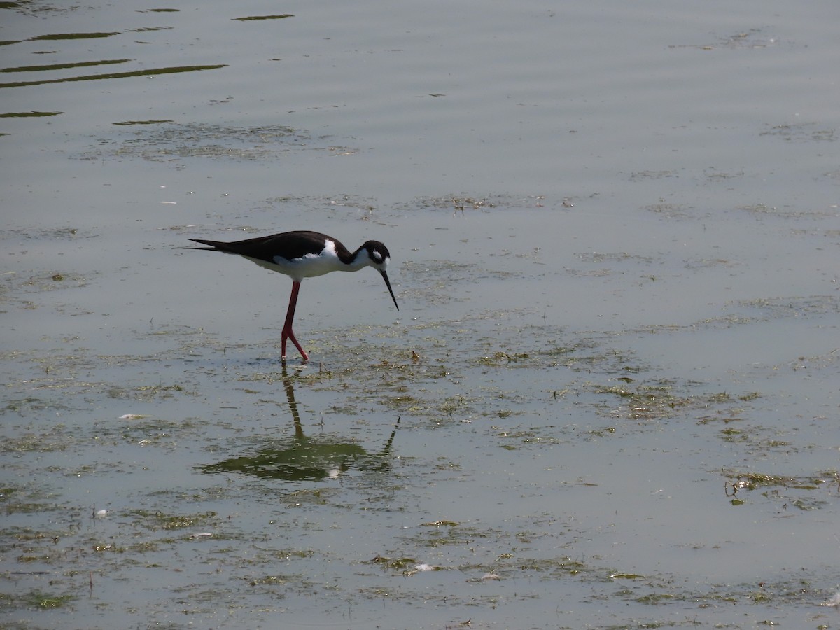 Black-necked Stilt - ML361257781