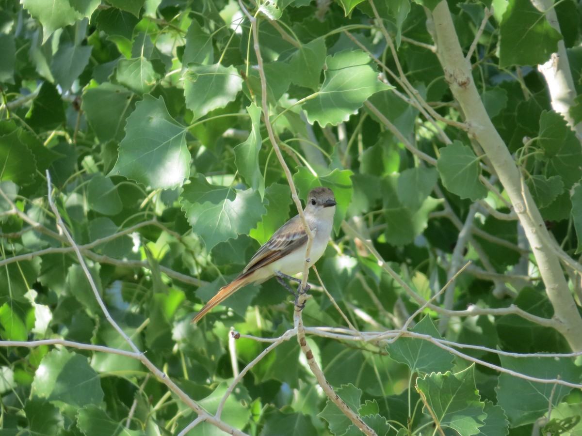 Ash-throated Flycatcher - ML361259711