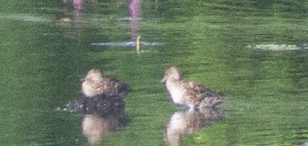 Green-winged Teal - ML361260261