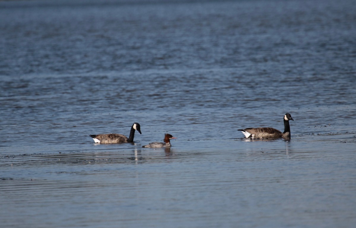 Common Merganser - ML36126091