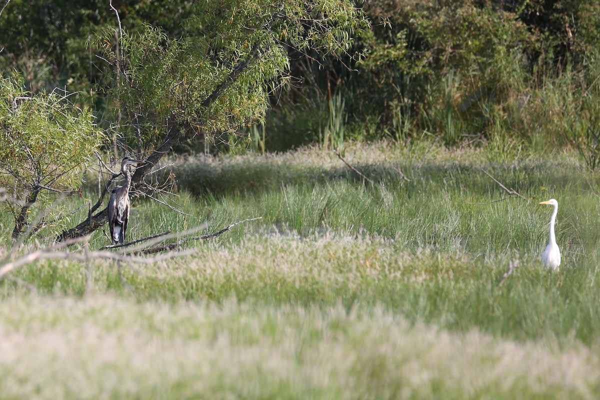 Great Blue Heron - ML361262081