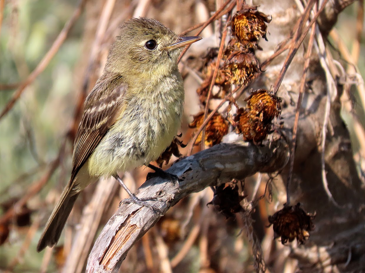 Western Flycatcher (Pacific-slope) - ML361262111