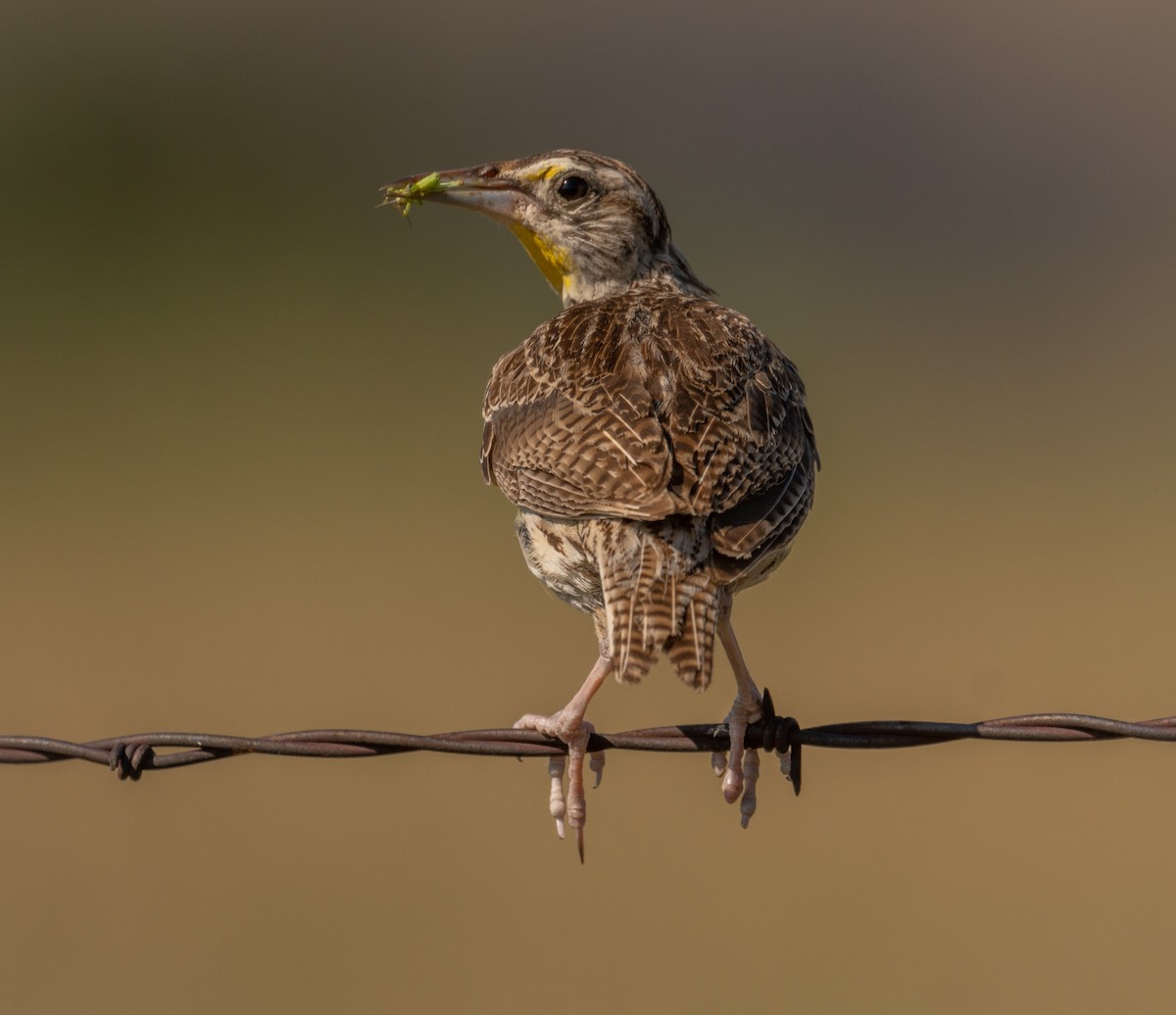 Western Meadowlark - ML361263191