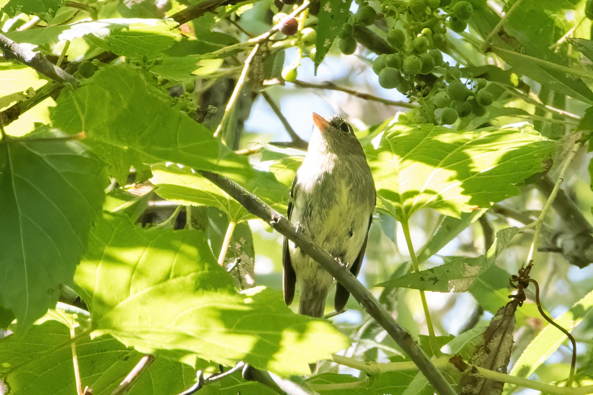 Yellow-bellied Flycatcher - Sue Barth