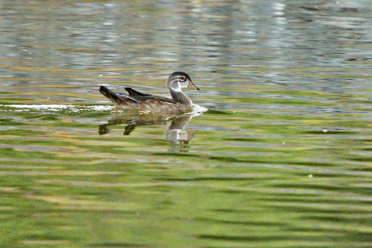 Wood Duck - ML361263661