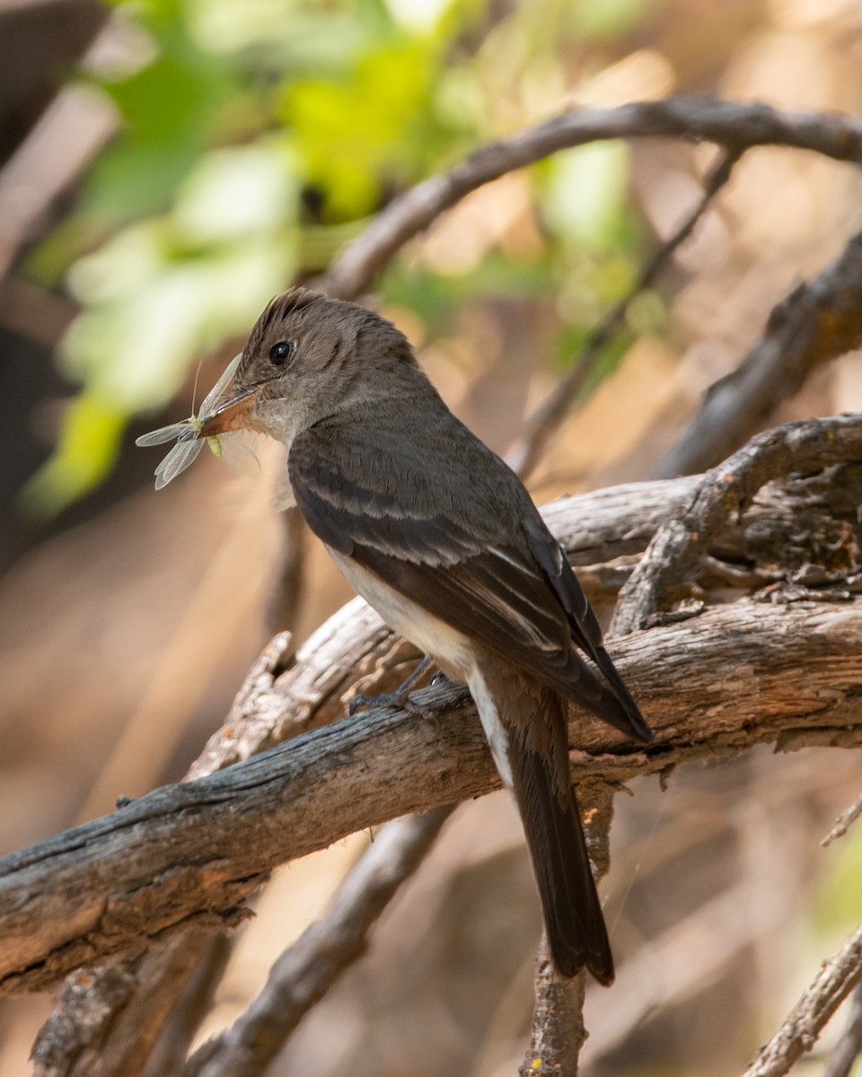 Western Wood-Pewee - ML361265931