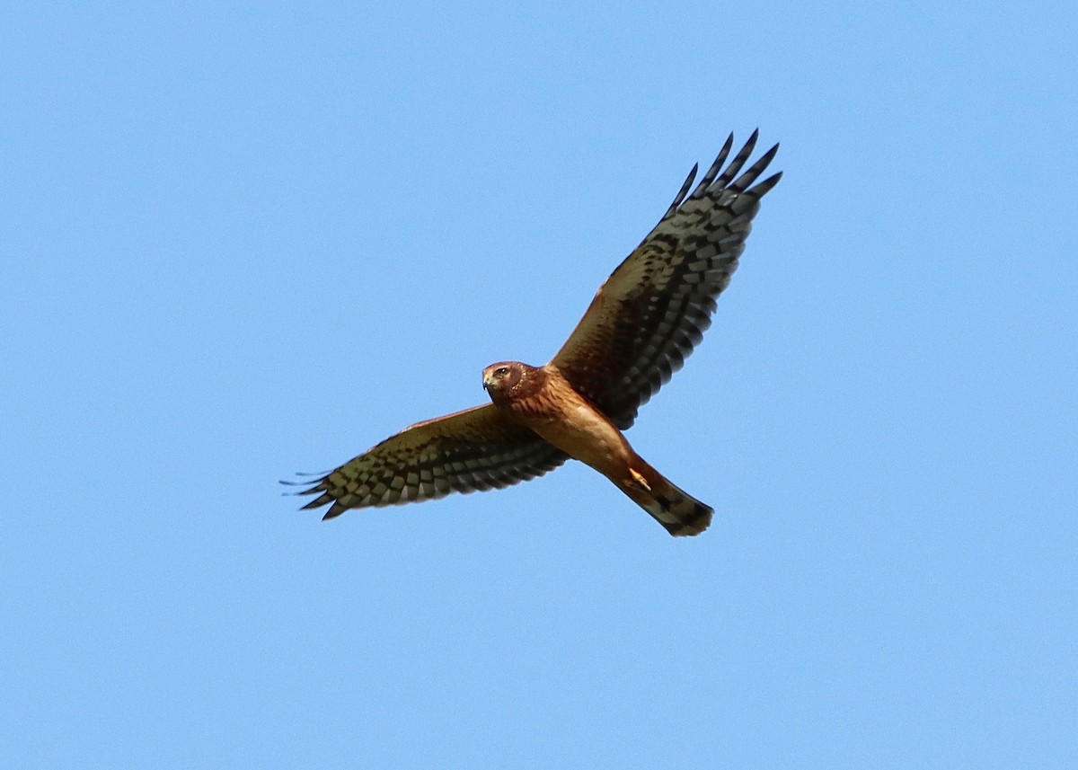 Northern Harrier - Stephen Taylor