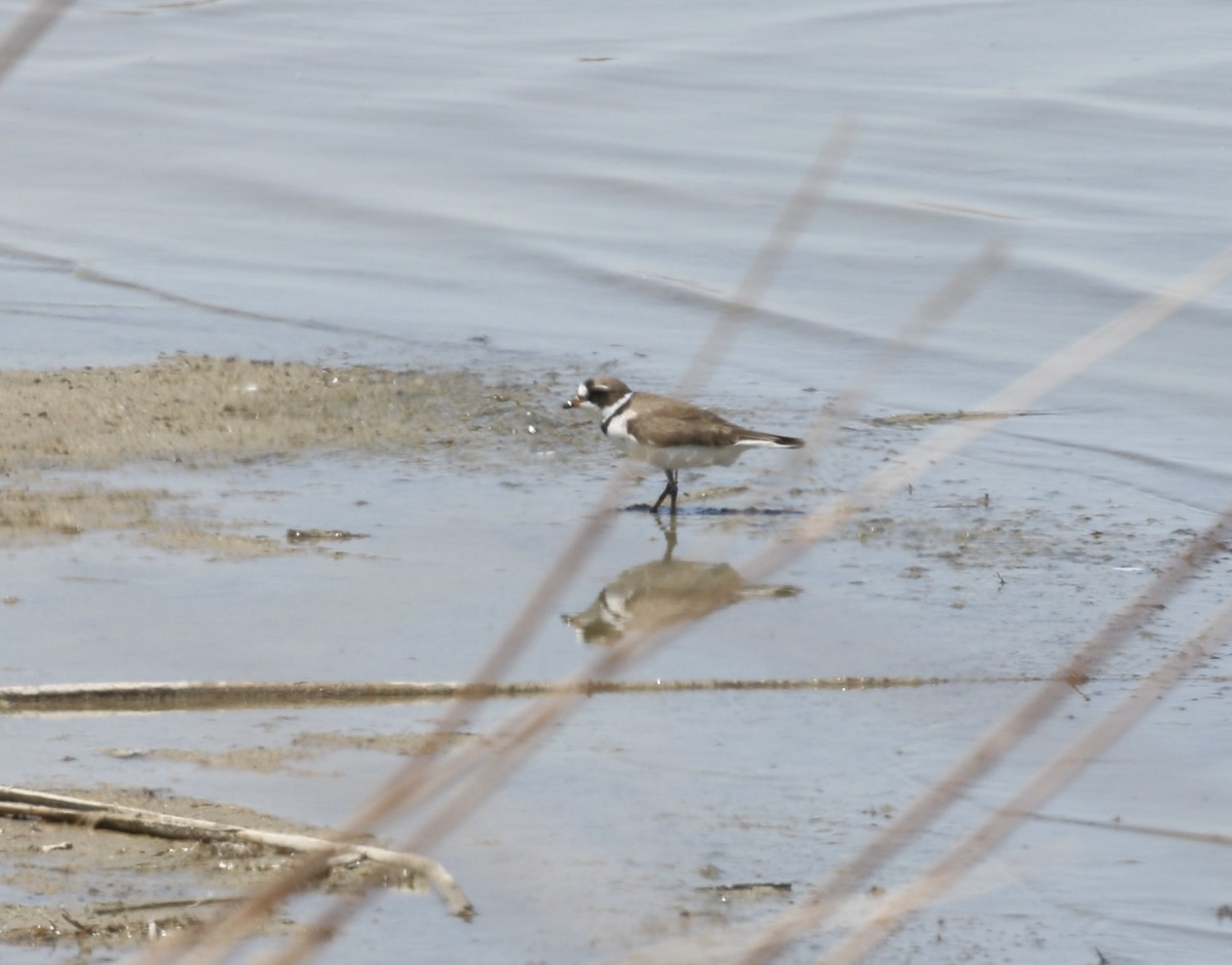 Semipalmated Plover - ML361267101