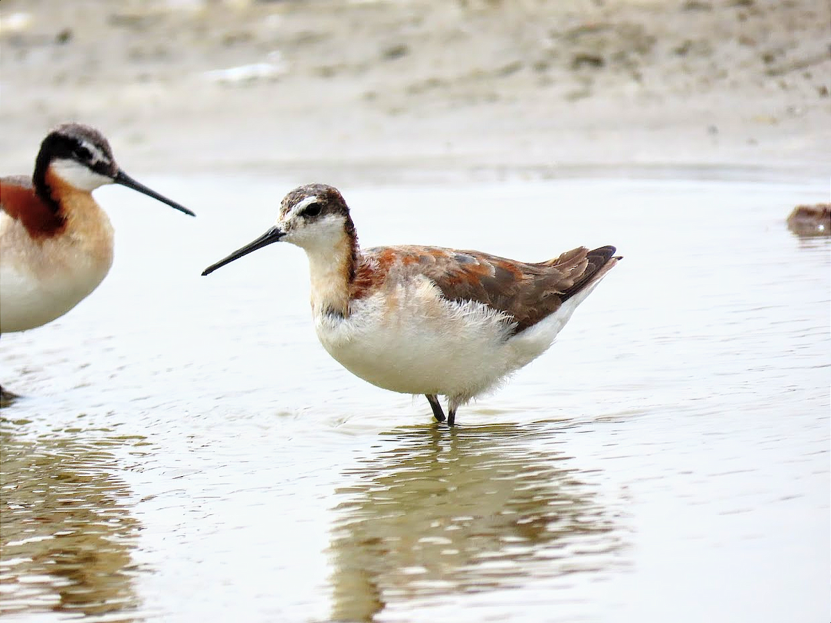 Wilson's Phalarope - ML361269281