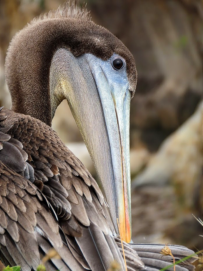 Brown Pelican - ML361269681