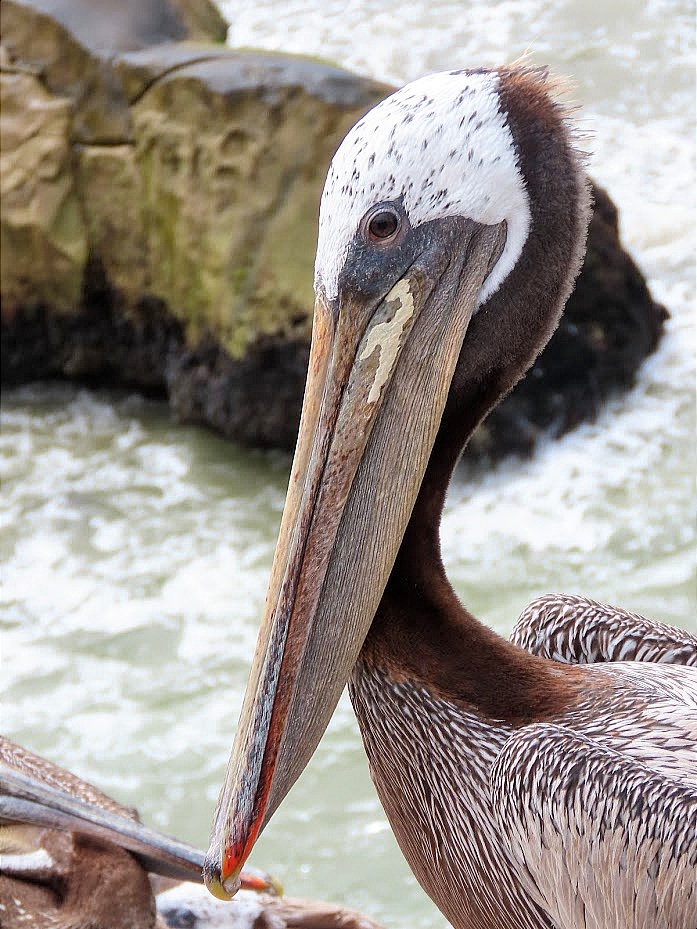 pelikán hnědý - ML361269701