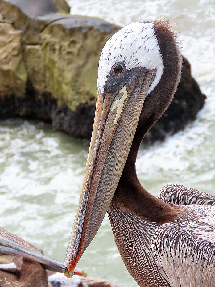 Brown Pelican - ML361269701