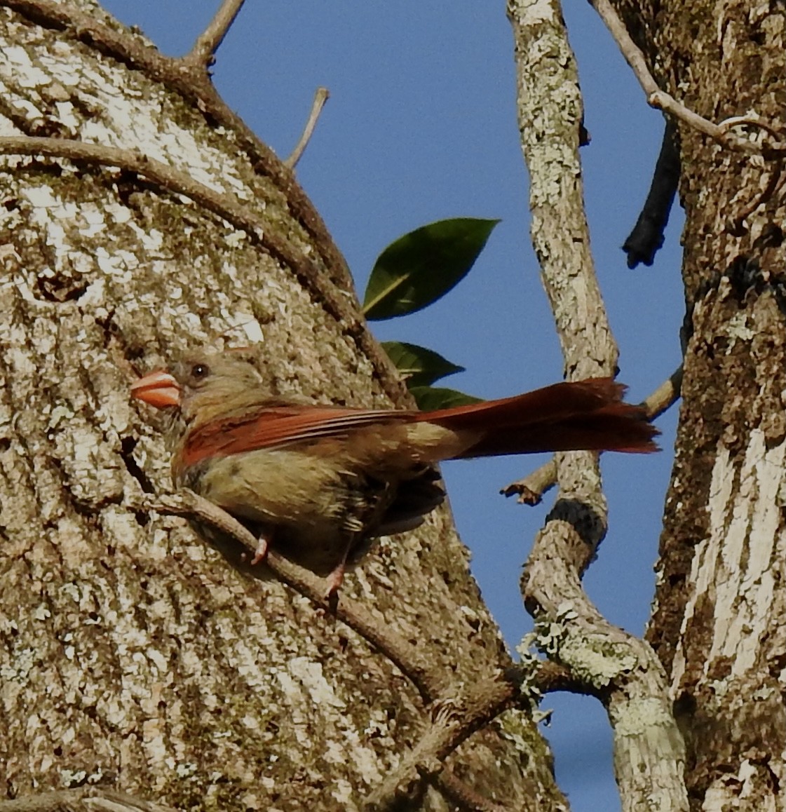 Northern Cardinal - ML361269721