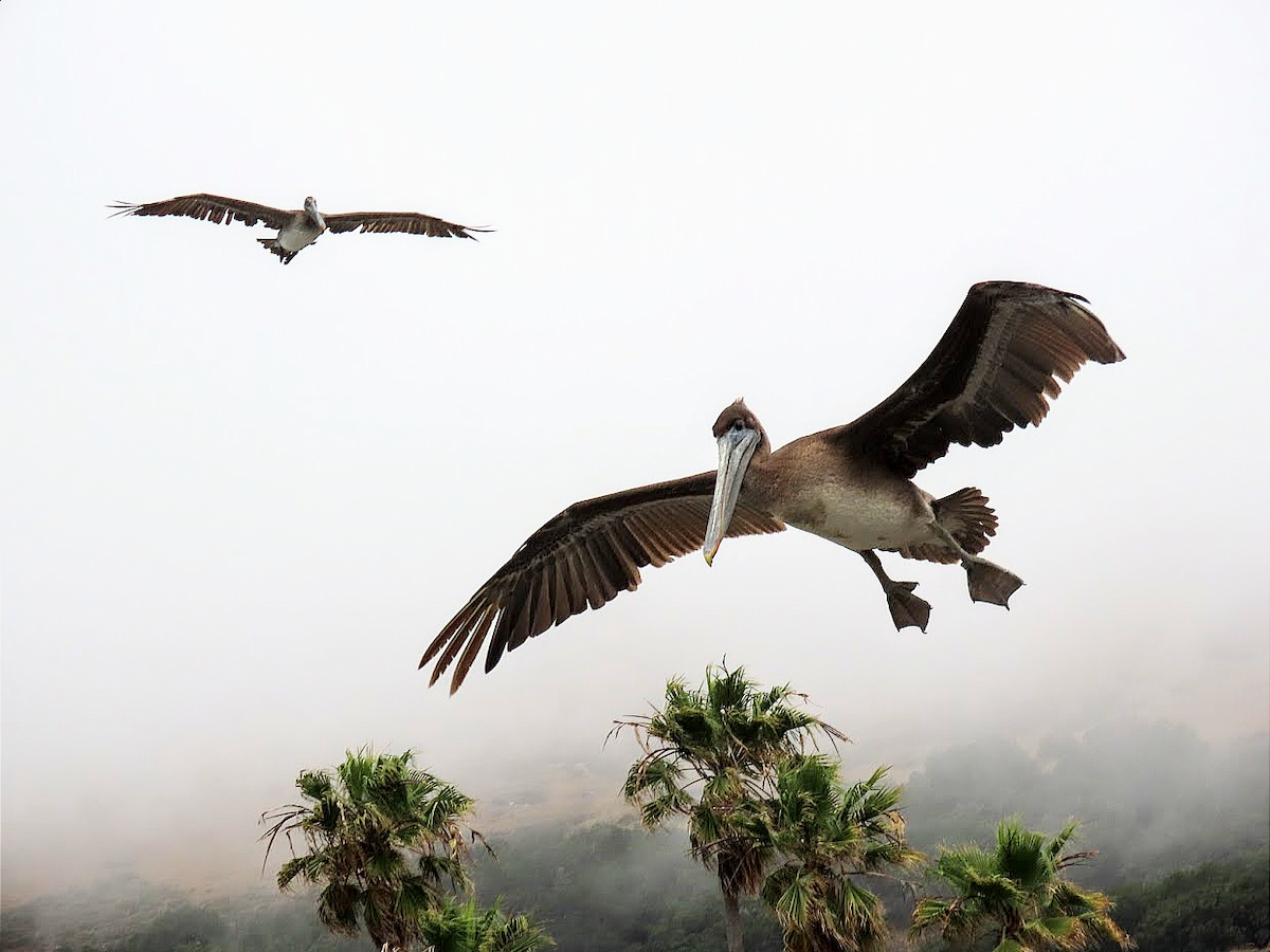 Brown Pelican - ML361269981