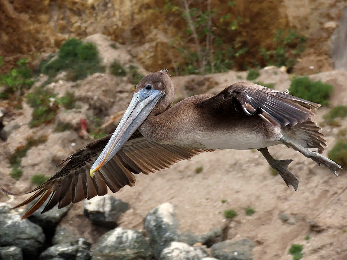 Brown Pelican - ML361270021